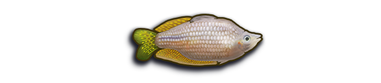 Fish Simulator: Aquarium Manager