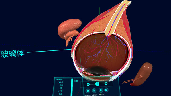 眼睛（眼球）结构研究 game for Linux 1