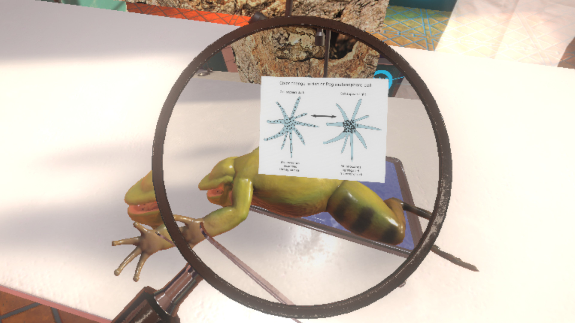 Oculus Quest 游戏《Dissection Simulator Frog Edition》解刨学：解剖青蛙