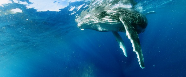 Swimming with Humpbacks for linux