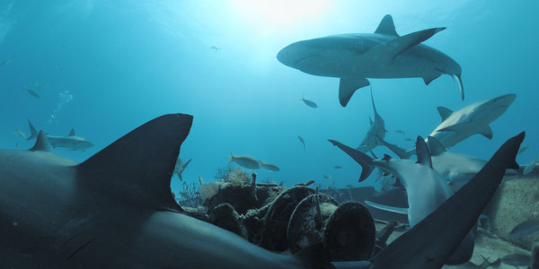 Legend of Luscafor windows and Linux 1