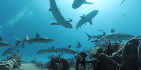 Legend of Lusca game for windows Pc 1