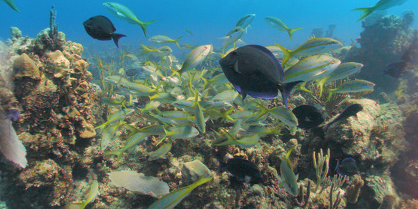 Legend of Lusca for linux