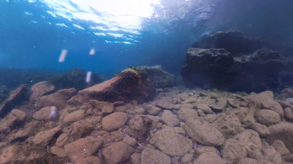 The Crystal Reef game for windows Pc 1