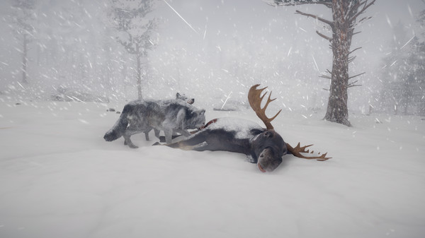 Northern Lightsfor windows and Linux 1