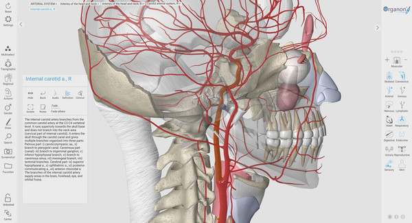 Скриншот из 3D Organon Anatomy | Enterprise Edition