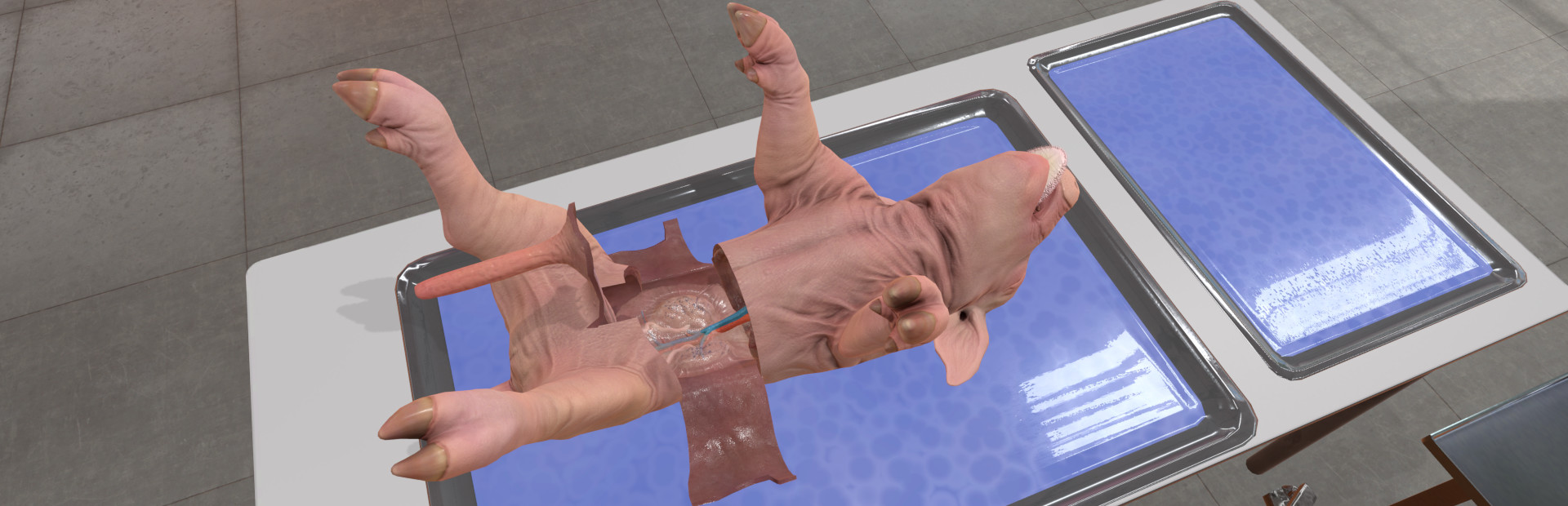 Dissection Simulator: Pig Edition