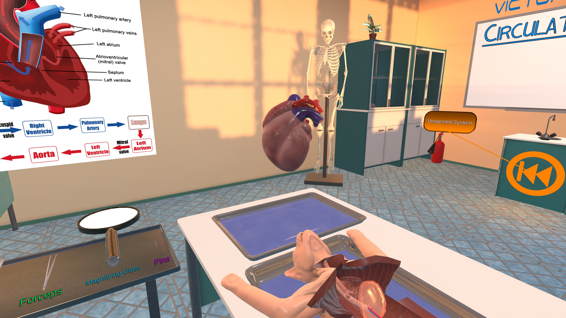 Oculus Quest游戏《Dissection Simulator – Cat Edition》解剖猫科动物