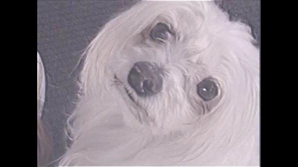 Скриншот из Sanic The Hawtdawg: Da Movie: Da Game 2.1: Electric Boogaloo 2.2 Version 4: The Squeakquel: VHS Edition: Directors cut: Special edition: The Musical & Knackles