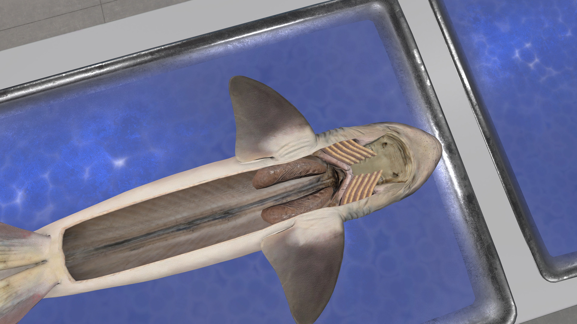 Oculus Quest 游戏《Dissection Simulator: Dogfish Edition》解剖模拟器：角鲨版