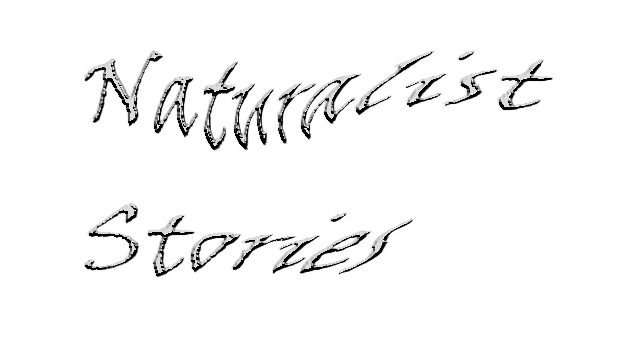 Naturalist Stories Logo