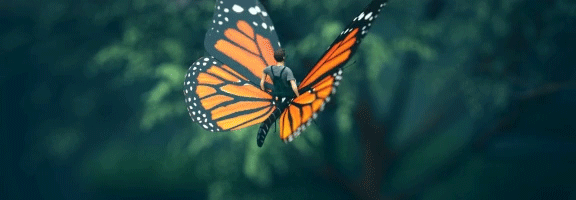 Motyl_GIF_01.gif