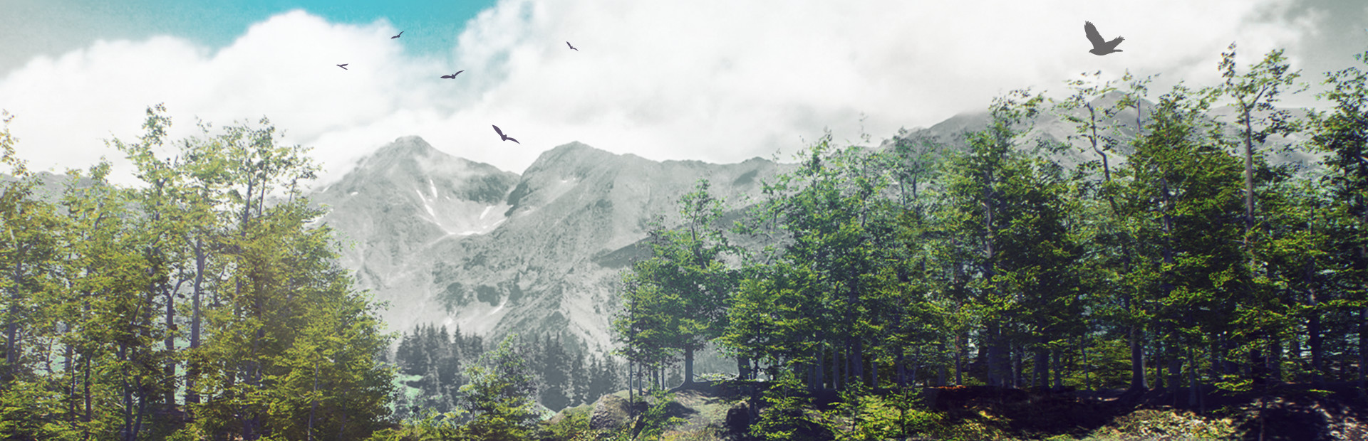 Birding Simulator: Bird Photographer