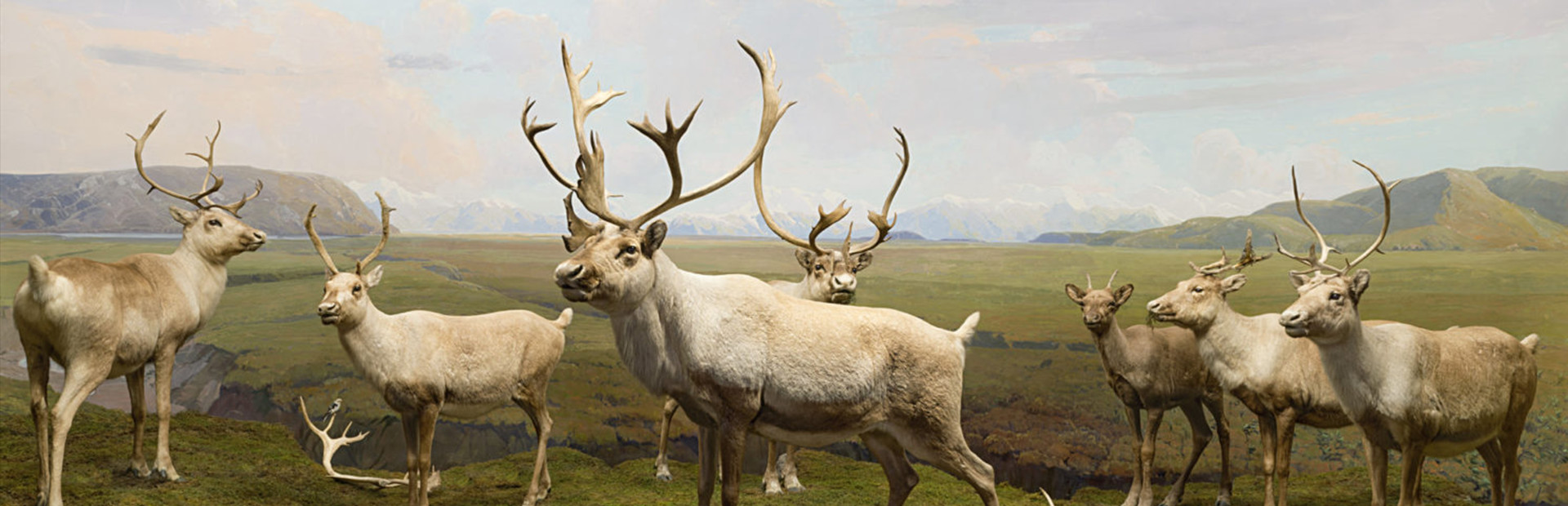 Beyond The Diorama: Caribou World