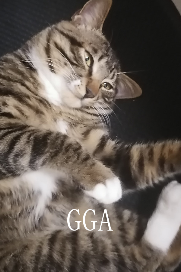 GGA