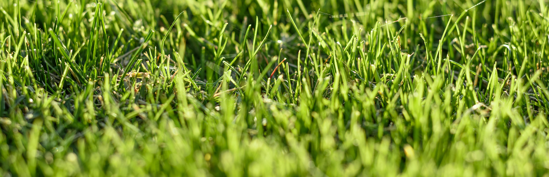 Sports Betting Simulator