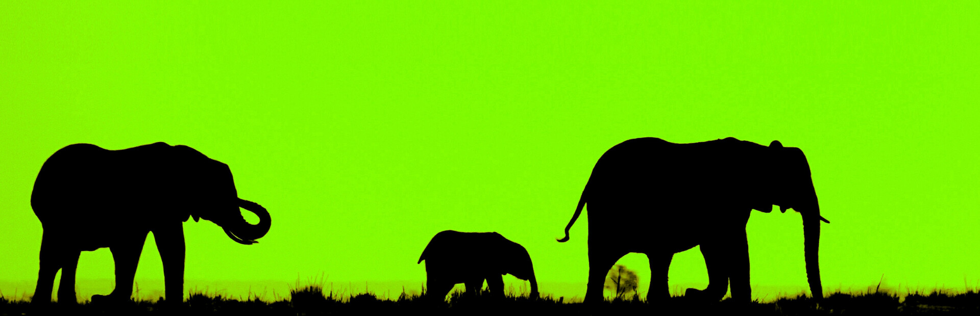 DIKDIK Video Converter