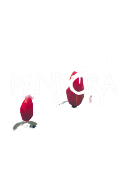 Pandora Logo