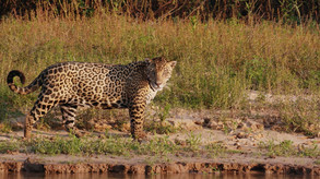 Living with Jaguars (Trailer)