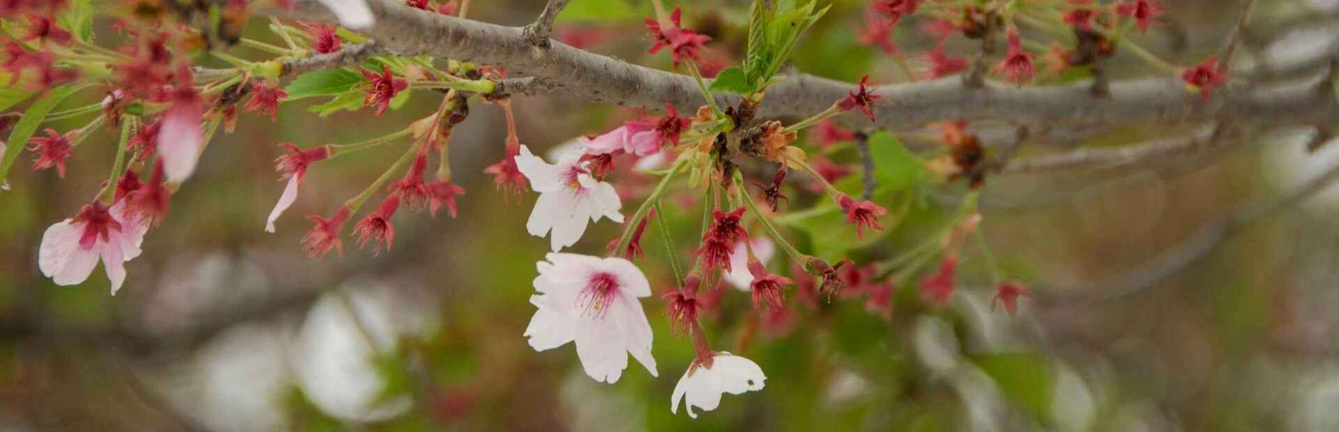 Architectural Madman