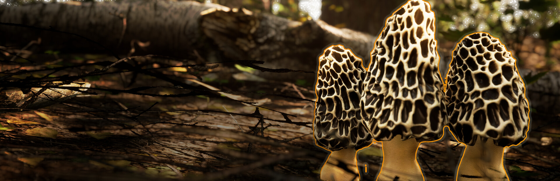 Morels: The Hunt 2