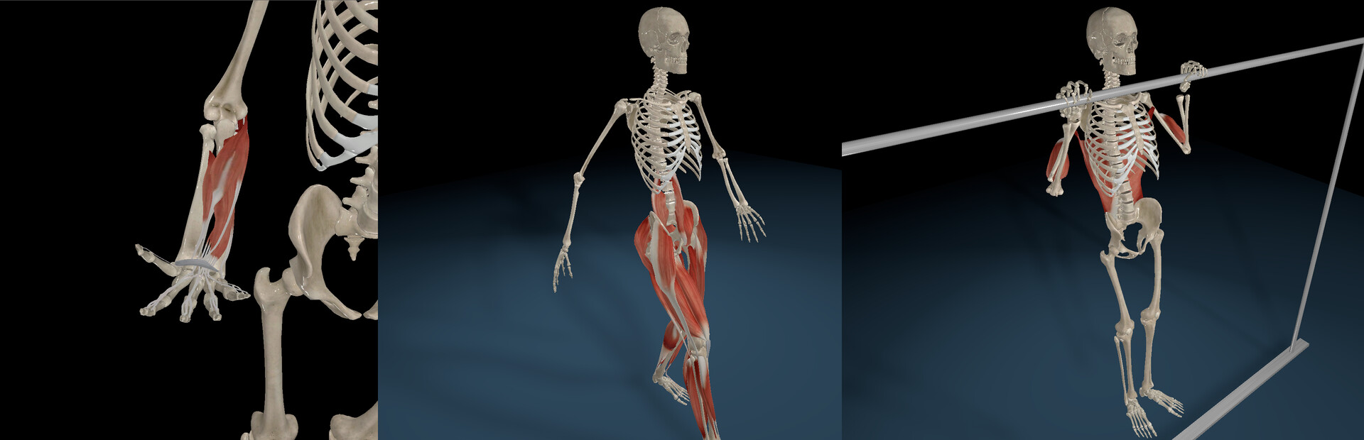 Kinetic Anatomy 3D