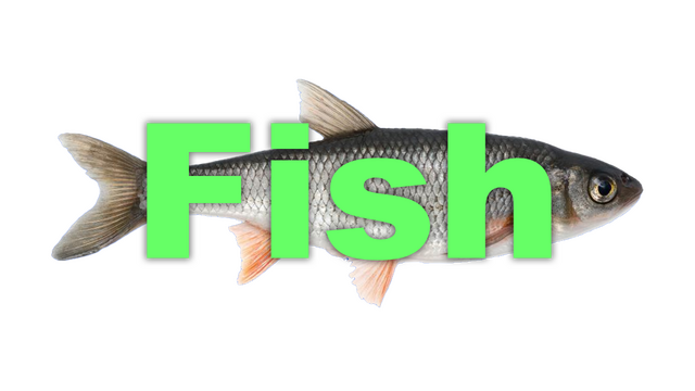 Fish Logo