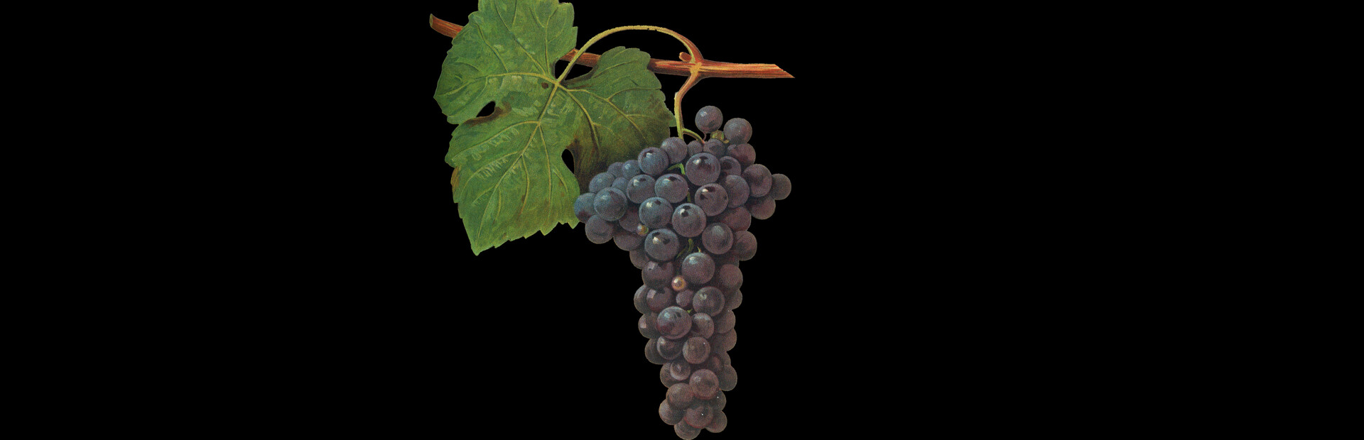 Vint: Realtime Video Interpolation and CRT Emulation