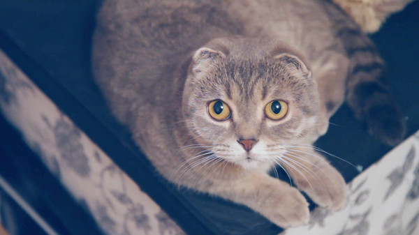 Make it indie! game for windows Pc 1