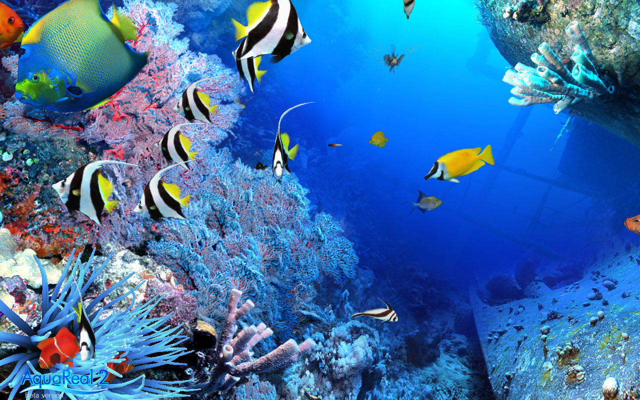 すべての花の画像 元の熱帯魚 壁紙 Pc すべての花の画像 元の熱帯魚 壁紙 Pc