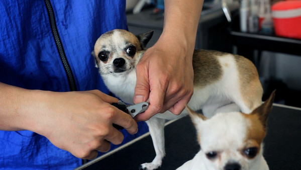 Скриншот из Broforce: The Soundtrack