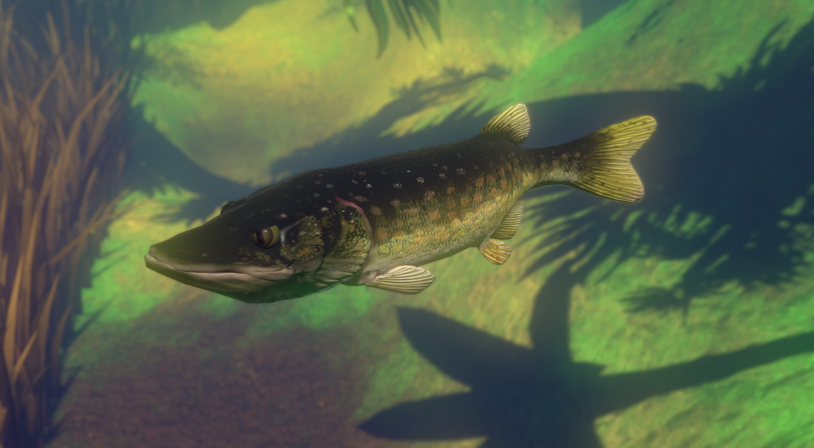Feed and grow fish app Feed and grow fish app
