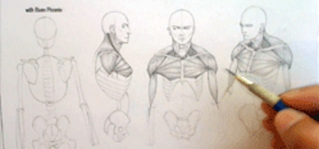 Complete Figure Drawing Course HD: 126 - The Muscles of The Torso - Part 7 cover art