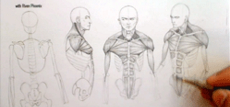 Complete Figure Drawing Course HD: 127 - The Muscles of The Torso - Part 8 cover art