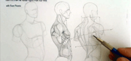 Complete Figure Drawing Course HD: 135 - The Muscles of The Torso - Part 16 cover art