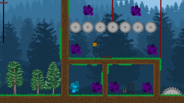 Night Forest