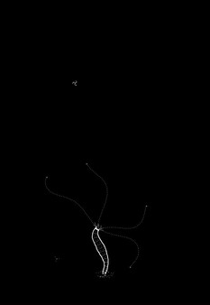 Скриншот из Plankton