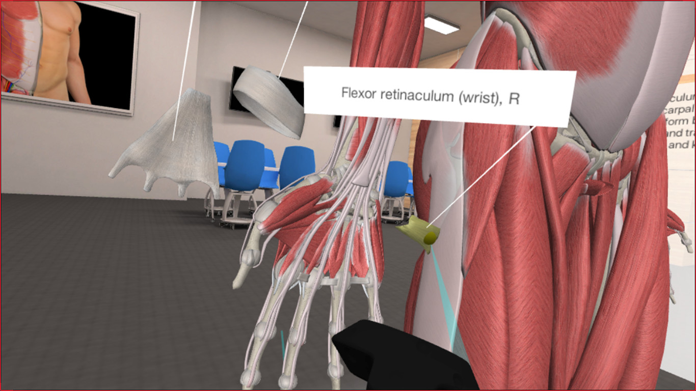 3D Organon VR Anatomy On Steam