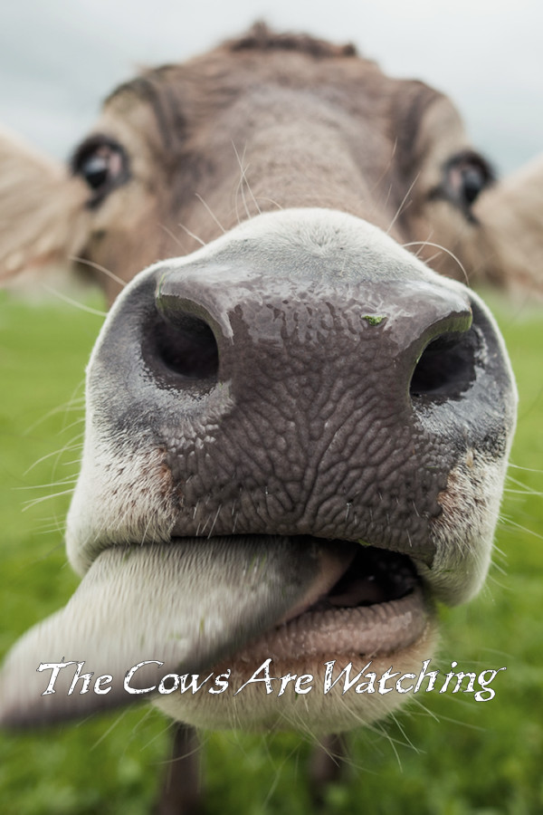 Steam portrait for The Cows Are Watching.