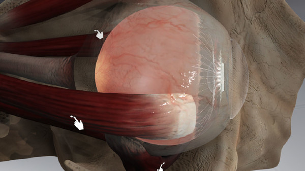 Скриншот из The Physiology of the Eye