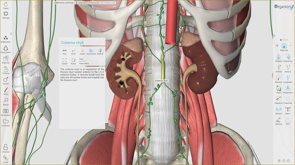 3D Organon Anatomy image