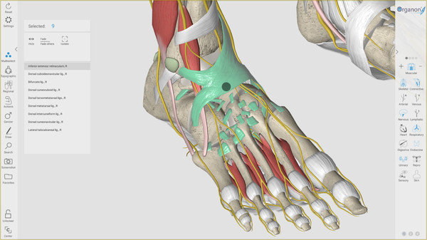 3D Organon Anatomy Steam