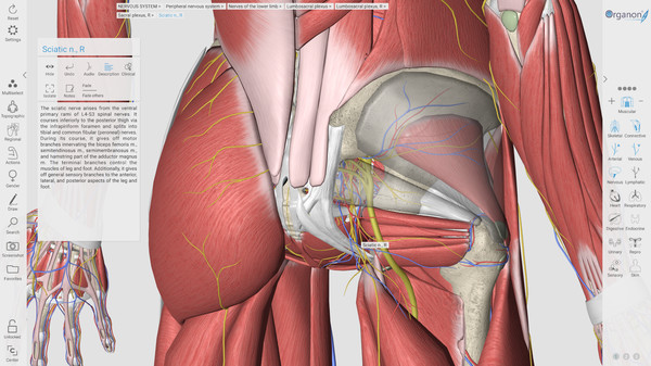 3D Organon Anatomy recommended requirements