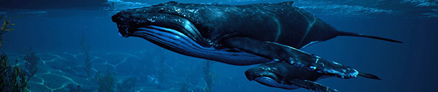 maneater-humpback.jpg