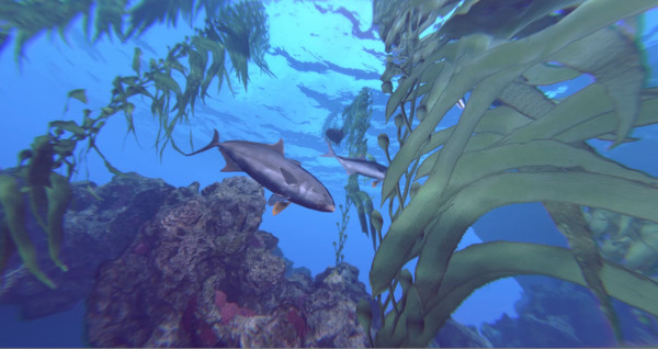 Shark Week: Operation Apexfor windows and Linux 1