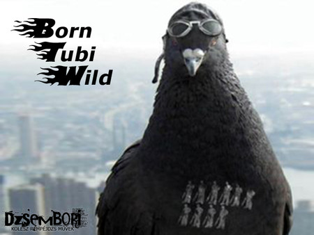 Born Tubi Wildfor windows and Linux 1