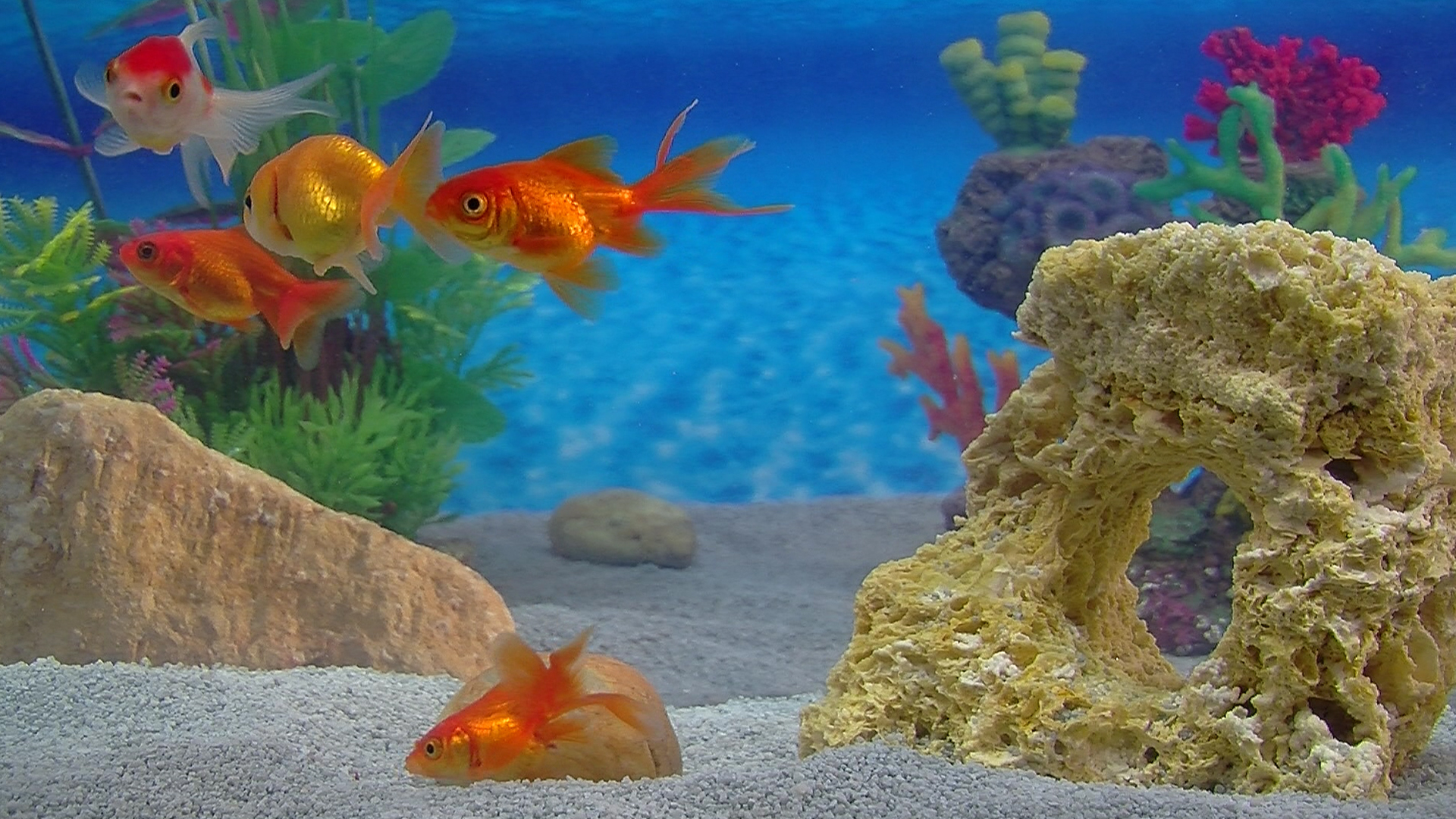 Aquarium Aquarium
