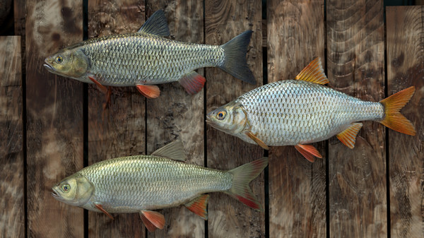 Professional Fishing game for Linux 1