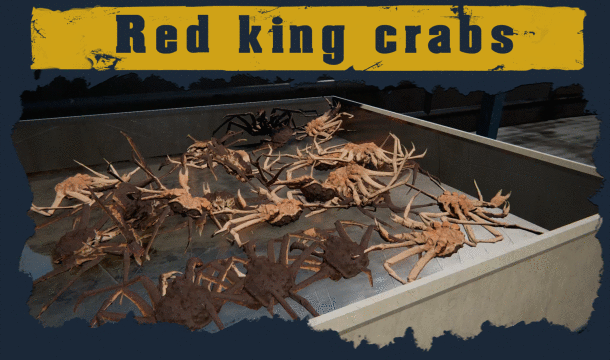 Deadliest Catch: The Game