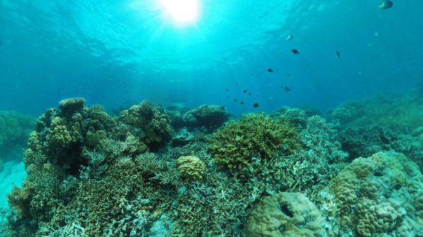 Can i run Coral Compass: Fighting Climate Change in Palau